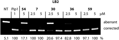 RT-PCR analysis to measure aberrant and redirected RNA levels in HeLa pLuc705 cells after exposure to CPP–PNA705 conjugates at different concentrations. The activity is presented as a percentage of corrected RT-PCR product obtained from splicing redirection.