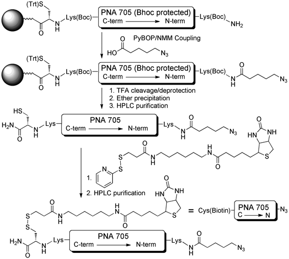 Synthesis of N3-PNA705-S-S-biotin cargo for conjugation to CPP-libraries.