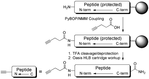 Synthesis of alkyne functionalized peptides for conjugation to N3-PNA705-S-S-biotin.