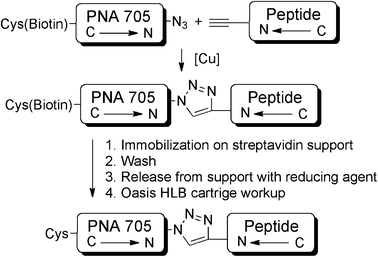 Outline of conjugation and purification strategy to obtain CPP–PNA705 conjugate libraries.