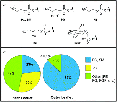 (a) Common cellular membrane phospholipid head groups. PC = phosphatidylcholine, SM = sphingomyelin, PS = phosphatidylserine, PE = phosphatidylethanolamine, PG = phosphatidylglycerol, PGP = phosphatidyl-glucopyranose. (b) Asymmetric phospholipid composition (mol%) of the outer and inner leaflets of healthy human cellular membranes.7