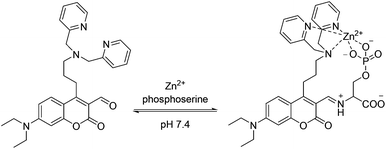 Ditopic binding of 2–Zn2+ to phosphoserine.