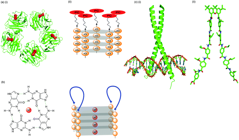 Strategies for exploring protein surface recognition: (a) (i) phosphocholine (PC, red) binding of a pentameric recognition protein (C-reactive protein, CRP, green; pdb 1B09); (ii) PC assembled on a DNA, deoxyisoguanosine pentaplex scaffold. CRP binding affinity can be tuned by the choice of metal ion used for promotion of self-assembly; (b) a non-covalent strategy for template-assembled protein design. A peptide is conjugated with two oligoguanosine strands and the conjugates self-assembled in the presence of metal ions. G-quadruplex formation directs two peptide strands (blue) to assemble on one face of the scaffold and form an adjacent two-loop surface; (c) the mimicry of supersecondary protein structure (i) the GCN4 leucine zipper binding DNA (pdb 1YSA); (ii) a bis-pentabenzamide peptidomimetic as a potential synthetic transcription factor.