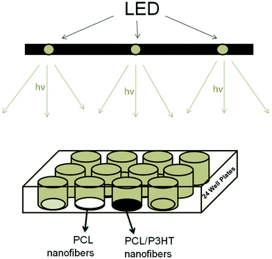 Schematic explanation of the method used for light irradiation on cell-scaffold constructs. PCL (white) and P3HT containing nanofibrous scaffolds (black) were put in 24-well plates and directly located under the LEDs.