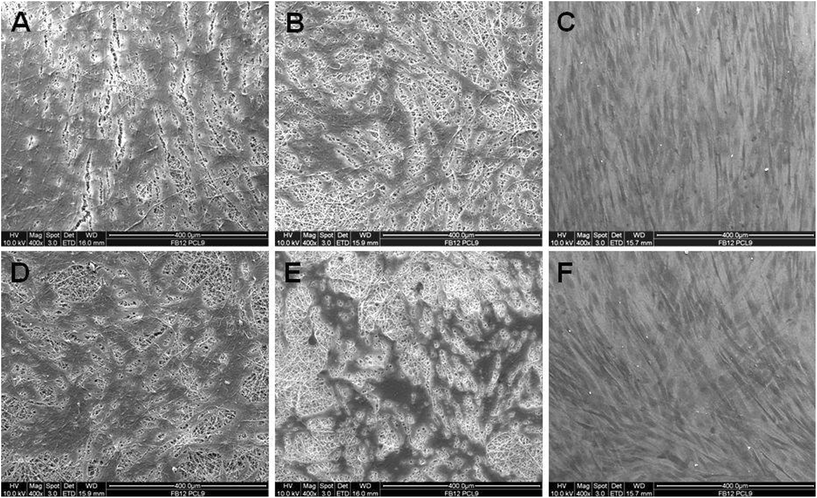 SEM images of HDFs on electrospun (A) PCL/P3HT(10) (S), (B) PCL (S), (C) TCP (S), (D) PCL/P3HT(10) (NS), (E) PCL (NS) and (F) TCP (NS).