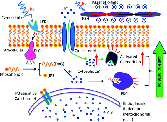 Signal pathway involved in light stimulation induced cell proliferation (black line) and photocurrent induced cell proliferation (green dotted line).