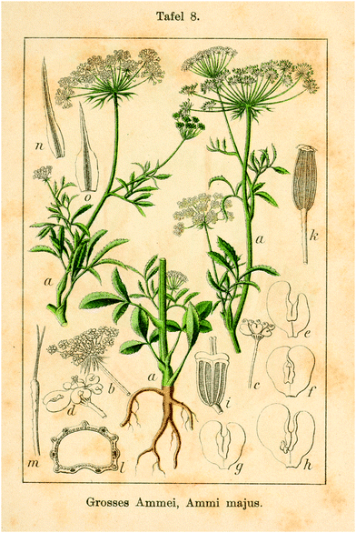 
          Ammi Majus (Deutschlands Flora in Abbildungen (1796). From: www.BioLib.de.