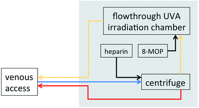 Schematic representation of the photopheresis procedure. Blood is removed from a peripheral venous access (typically in the cubital vein), an anticoagulant (typically heparin, sometimes sodium citrate) is added, white blood cells are separated through centrifugation, and red blood cells are returned through the venous line. 8-MOP is added to the white cell fraction prior to exposure to UVA (1–2 J cm−2). After extracorporeal photochemotherapy cells are returned to the patient. Blue: venous blood; red: red blood cell fraction; yellow: white blood cell fraction (“buffy coat”); black: pharmaceuticals.
