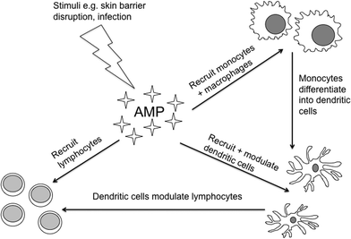 Schematic diagram illustrating links between AMP, a component of innate immunity, and the adaptive immune system.