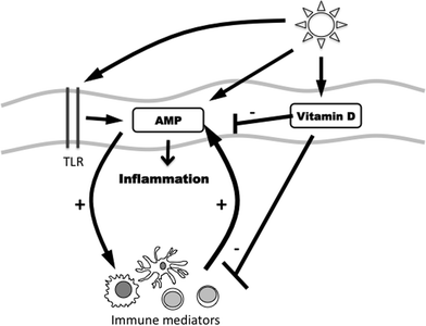 Schematic illustrating the hypothesised interactions between sunlight exposure and the cutaneous immune systems, including their regulation by TLR. Furthermore, vitamin D may act to suppress innate and adaptive immune responses. Abbreviations: Toll-like receptor (TLR), antimicrobial peptide (AMP).