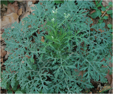 
              Parthenium hysterophorus – the young plant with deeply-dissected leaves and few flower heads.