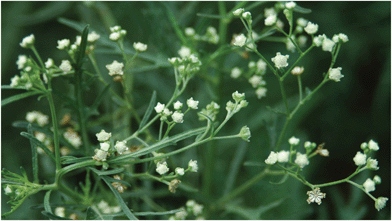 
              Parthenium hysterophorus – the close up view of white flower heads.