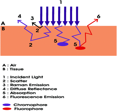 Light–tissue interactions upon which optical diagnostic techniques operate. The chromophore is used to imply that a molecule absorbs light, while the fluorophore indicates that a molecule emits light.