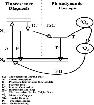 Jablonski diagram illustrating PDT reactions.