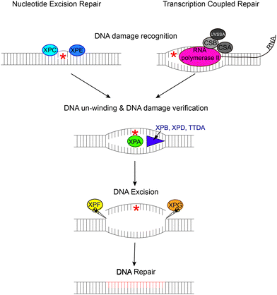 Genes causing congenital photosensitivity syndromes involved in the NER and TCR Pathways. The nucleotide excision repair pathway corrects UV-induced mutations in the genome. If transcription occurs before the NER has repaired the mutation then CSB protein binds stably to RNA polymerase II which then causes other proteins to bind such as CSA and UVSSA. Both pathways share the DNA unwinding, DNA excision and repair steps.