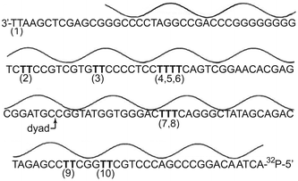 Translational and rotational orientation of the 5S rRNA gene (X. borealis) within the nucleosome core particle. Nucleobases are closest to the histone octamer at the minima and farthest at the maxima of the line above the DNA sequence. Sites of potential thymine dimerization are indicated as (1) through (10).