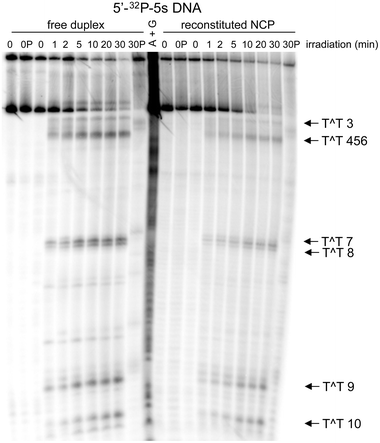 Formation of the cyclobutane thymine dimer within the 5S rRNA gene (X. borealis). Yields and distribution of the cyclobutane photoproduct were determined by strand fragmentation using T4 endonuclease V after irradiation, polyacrylamide gel electrophoresis (8%) and phosphoimage analysis. The radiolabeled 5S gene as the free duplex and reconstituted in a NCP as illustrated in Fig. 1 were analyzed after the indicated time of irradiation (254 nm). Equivalent samples before (OP) and after irradiation (30 min) (30P) were heated with piperidine (1 M) for 30 min at 90 °C.