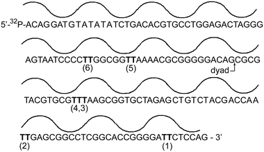 Translational and rotational orientation of the 601 DNA sequence within the nucleosome core particle. Nucleobases are closest to the histone octamer at the minima and farthest at the maxima of the line above the DNA sequence. Sites of potential thymine dimerization are indicated as (1) through (6).