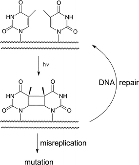 Formation and repair of the cyclobutane thymine dimer.