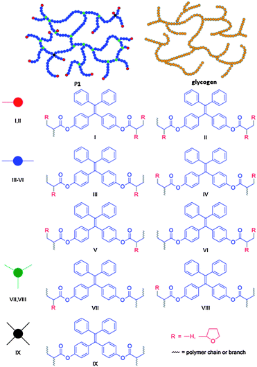 Sketch of proposed structure of P1, a nonlinear polymer with a glycogen-like topology.