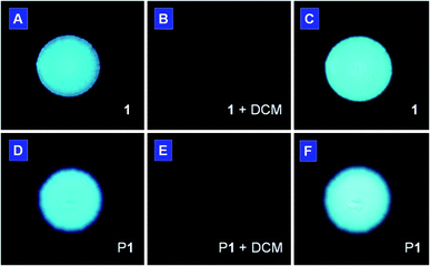 Photographs of spots of (A–C) monomer 1 and (D–F) polymer P1 deposited on TLC plates (A and D) before and (B and E) after exposure to vapor of dichloromethane for 1 min. The photographs in (C and F) were taken after the organic vapor in (B and E) had been evacuated. The fluorescent images were taken under UV illumination from a hand-held UV lamp.