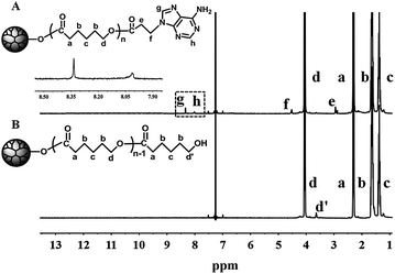 
            1H NMR spectra of (A) H40-star-PCL-A and (B) H40-star-PCL in CDCl3.