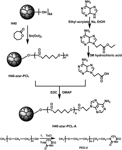 The detailed synthetic route of H40-star-PCL-A and PEG-U.
