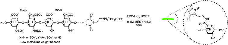Synthesis of maleimide-functionalized LMWH.