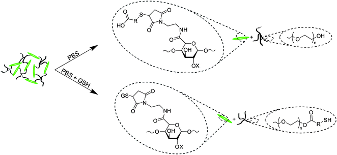 Degradation mechanisms for ester and succinimide thioether groups. Mixtures of both hydrolysis and retro-Michael-type addition products are possible for these hydrogels.