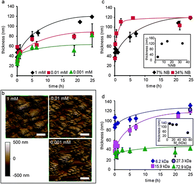 Effect of different macrocross-linker parameters on film properties: (a) the growth profile of CAP films versus time prepared from different concentrations of P1 using catalyst 3, as determined by ellipsometry; and (b) 3D height-mode AFM images of CAP films obtained from different concentrations of P1 using catalyst 3 after 25 h. (c) The growth profile of films versus time prepared using macrocross-linker P1 with various amounts of pendent norbornene groups, as measured by ellipsometry (inset depicts the final thickness of the films (at 25 h) prepared from macrocross-linkers consisting of different amounts of norbornenes). (d) Growth profiles of films versus time prepared using macrocross-linkers P1 with different molecular weights (inset depicts the final thickness (25 h) of the films prepared from macrocross-linkers with different molecular weights). Error bars: ±standard deviation (n = 3). Lines are to guide the eye.