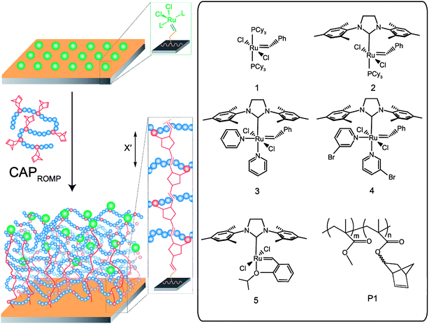 CAPROMP approach using macrocross-linker P1 and initiated by surface-bound metathesis catalysts 1–5. The polymer chain spacing is relative to the norbornene (X′) repeating unit size.