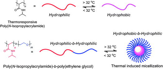 (a) Poly(N-isopropyl)acrylamide changes from an extended chain conformation below its LCST (about 32 °C) into a collapsed chain above this temperature. (b) The thermally induced reversible micellization of poly(N-isopropylacrylamide)-b-poly(ethylene glycol).6