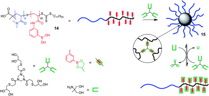 Core cross-linked star polymers are formed via boronic ester formation between pendant boronic acid functions along a diblock copolymer chain and 1,2-diols within multifunctional small molecule cross-linkers.46