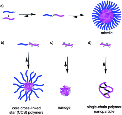 Cartoons showing some of the different classes of polymeric nanoparticles which have been endowed with stimuli-responsive properties on account of their incorporation of DCBs. (a) Two different polymer blocks can be linked through a single DCB to form an amphiphilic diblock copolymer, which can then self-assemble into a micelle. (b) Diblock copolymers possessing appropriate functional groups within one of the blocks can be cross-linked through DCBs into core cross-linked star (CCS) polymers. (c) Copolymer chains possessing appropriate functional groups can be cross-linked through DCBs into nanogel-type particles. (d) A single copolymer chain can be intramolecularly cross-linked through DCBs.