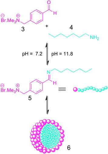 The formation of a dynamic covalent surfactant which self-assembles into surfactant micelles.23