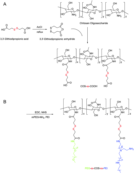 Synthesis of the PEG-ss-COS-ss-PEI copolymer.