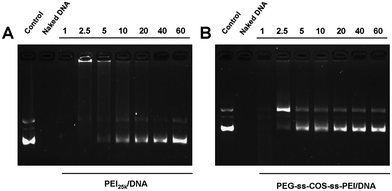 Polymers protect pDNA from enzymatic degradation at different N/P ratios: (A) PEI25k; (B) PEG-ss-COS-ss-PEI.