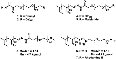 Overview of polymers used in this study. Polymers 1 and 2 are PEG derivatives, both containing a hydrazide moiety and both are labeled with dansyl or fluorescein (DY495) respectively. Polymers 3, 4 and 5 are amphiphilic block copolymers of polybutadiene-b-poly(ethylene glycol), containing a hydrazone linker between both blocks. Polymers 4 and 5 are functionalized with a rhodamine dye (DY549) and a maleimide end group respectively. Finally, block copolymers 6 and 7 do not contain a hydrazone moiety. Polymer 6 contains no functional end group, and 7 is partially labeled with rhodamine B. Both are included as negative controls.