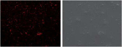 Mapping micrograph (left) and corresponding SEM image (right) of nanocontainer-impregnated coating. Reproduced from ref. 38.