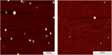 AFM height-micrographs of polymers P5c (left) and P7b (right).