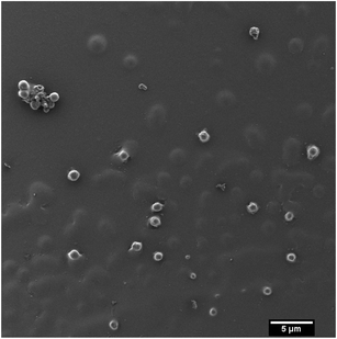 Scanning electron micrographs of the nanoparticles obtained through the miniemulsion/solvent-evaporation approach using polymer P2.