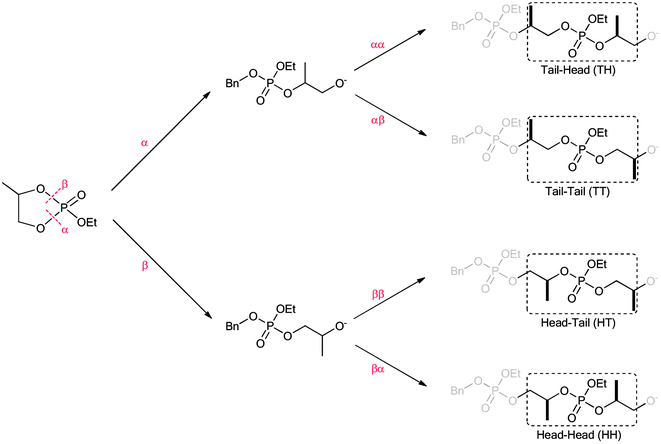 Possible dyads arising from α- and β-ring-openings (the methyl group was highlighted).