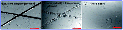 The use of a dried self-healing hydrogel film as a protective coating. (a) A hydrogel coating with a crack of about 100 μm on a glass surface. (b) The hydrogel was sprayed with a trace amount of water. (c) The cracks self-healed completely after 6 hours. The scale bar is 500 μm.