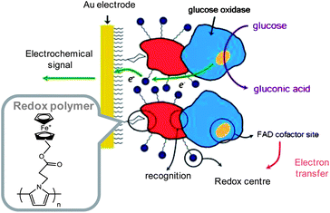 Scheme of a glucose electrochemical biosensor.