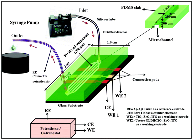 Schematic representation of microfluidics module for TiO2–ZrO2 nanocomposites based electrochemical urea biosensor.