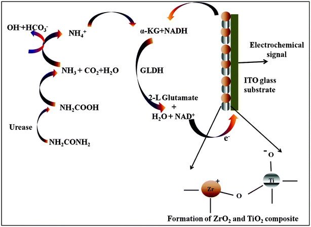 Showing biochemical reaction and electron transfer mechanism at the electrode surface.