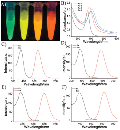 (A) Photographs of the obtained wavelength-tunable gold NPs under a UV-light source with excitation at 365 nm. (The ratio of 11-MUA to DPA is 1 : 0, 1 : 1, 1 : 2, and 1 : 3 from left to right.) (B) The UV-Vis absorption spectra. (C–F) The luminescence spectra of the wavelength-tunable gold NPs; (C) Au-1, (D) Au-2, (E) Au-3, and (F) Au-4.