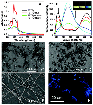 Absorption and fluorescence spectra as well as SEM and fluorescence images of PBTPy. (A) UV-visible absorption spectra of PBTPy dispersed in the mixture of DMSO/H2O and in the media of the buffer of pH 7.2 tris-HCl, the solutions of 0.03 mol L−1 NaOH and 0.03 mol L−1 HCl, respectively. (B) Fluorescence emission of PBTPy when excited at 306 nm. The arrows indicate that the added HCl was from 0 to 0.03 mol L−1 in turn. (C–E) SEM images of PBTPy aggregates in pH 7.2 tris-HCl (C) and in 0.03 mol L−1 NaOH (D) as well as in 0.03 mol L−1 HCl (E). (F) The fluorescence image of PBTPy aggregates in 0.03 mol L−1 HCl. Inset picture in (B) shows the color of the fluorescence emission corresponding to C–E using the 306 nm light as excitation source on the F-4600 fluorescence spectrophotometer. cPBTPy, 5.0 × 10−5 mol L−1.