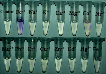 The color changes of PBTPy in the presence of different metal ions (5.0 × 10−5 mol L−1). cPBTPy, 5.0 × 10−5 mol L−1; cFe2+, 2.5 × 10−5 mol L−1.
