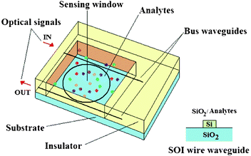 A schematic illustration of a biochemical planar ring resonator-based sensor. The technological platform selected is Silicon on Insulator (SOI). Consequently, buses and ring resonator are supposed to be SOI wire waveguides covered by insulator (SiO2) or exposed to the liquid sample in the sensible area.